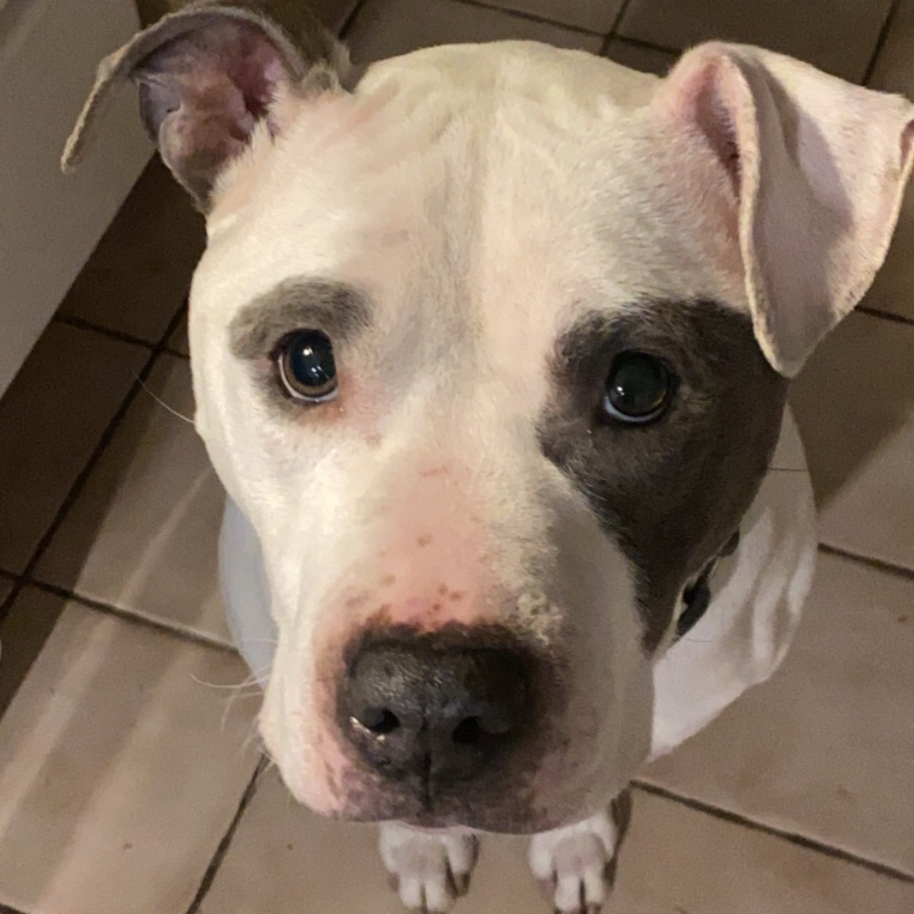 Meet your Posher, Lucy